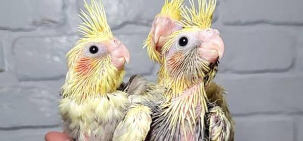 عکس چینه دان جوجه عروس هلندی