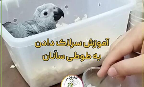 عکس چینه دان جوجه عروس هلندی
