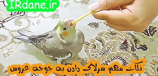 عکس چینه دان جوجه عروس هلندی