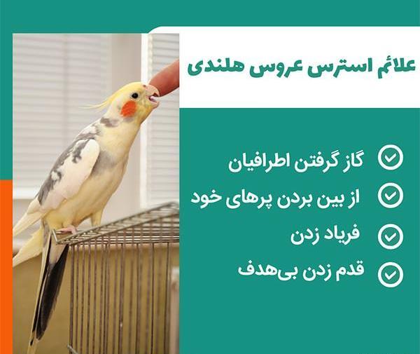 عکس عروس هلندی های