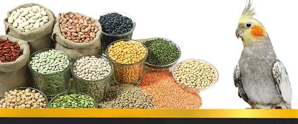 عکس چینه دان پر جوجه عروس هلندی