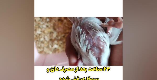 عکس ورم چینه دان جوجه عروس هلندی