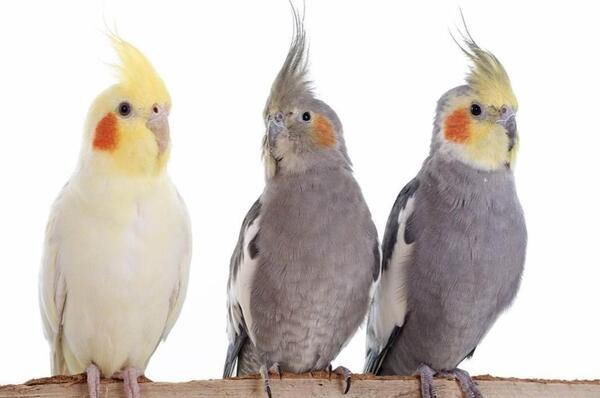 عکس یک جفت عروس هلندی