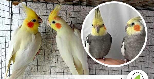عکس جفت شدن عروس هلندی