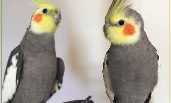 عکس عروس هلندی نر چهار ماهه