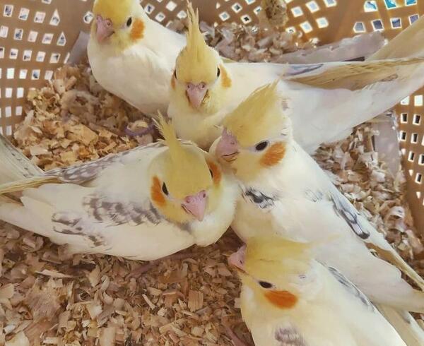 عکس عروس هلندی نر چهار ماهه