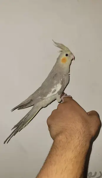 عکس عروس هلندی نر چهار ماهه