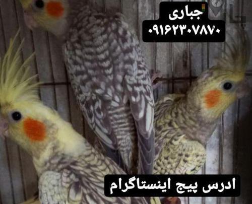 عکس عروس هلندی سفید چشم شرابی