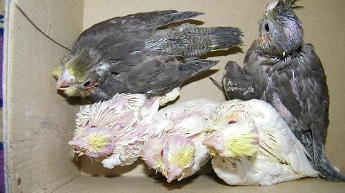 عکس جوجه عروس هلندی ۱۵ روزه