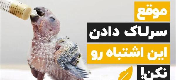 عکس جوجه عروس هلندی ۱۵ روزه