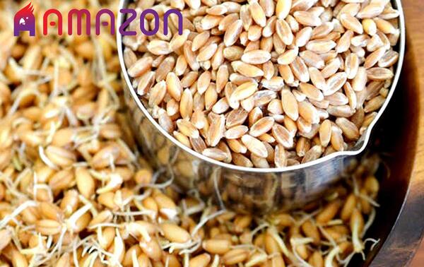 عکس جوانه گندم برای عروس هلندی