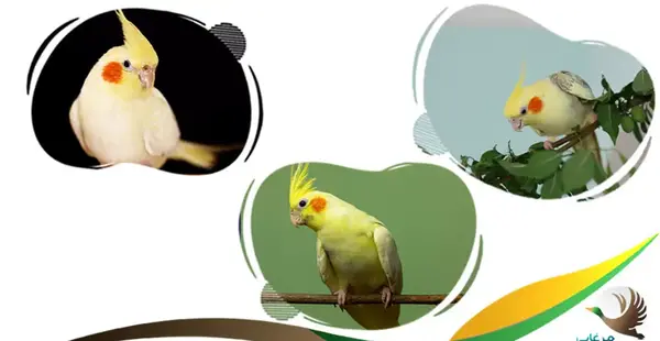 عکس پیری عروس هلندی