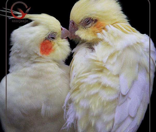 عکس پیری عروس هلندی