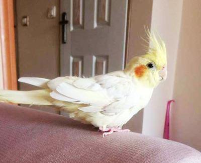 عکس عروس هلندی تو لک رفته