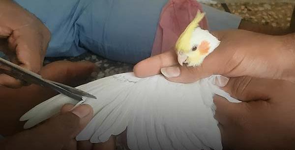 عکس عروس هلندی تو لک رفته