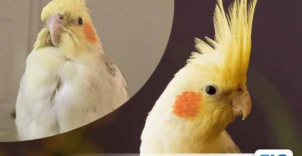 عکس عروس هلندی که تازه به دنیا اومده