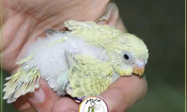 عکس جوجه تازه به دنیا اومده عروس هلندی