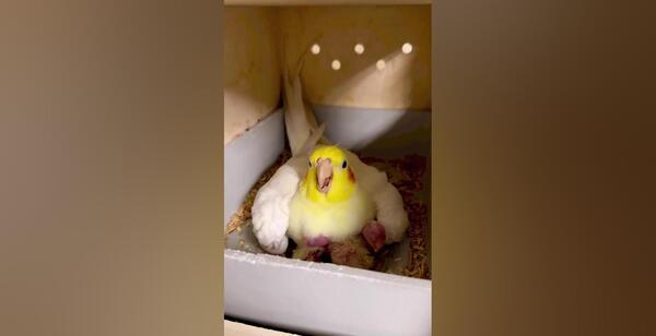 عکس جوجه تازه به دنیا اومده عروس هلندی
