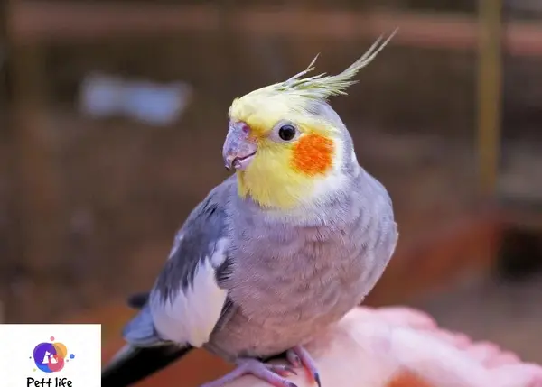 عکس عروس هلندی طوسی بچه