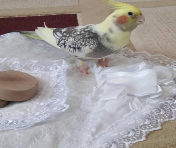 عکس عروس هلندی دوکت پروانه ای