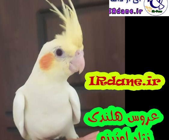 عکس عروس هلندی دوکت پروانه ای