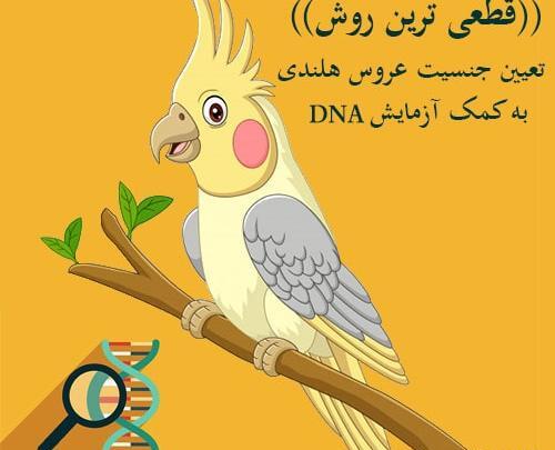 عکس جوجه عروس هلندی پسر