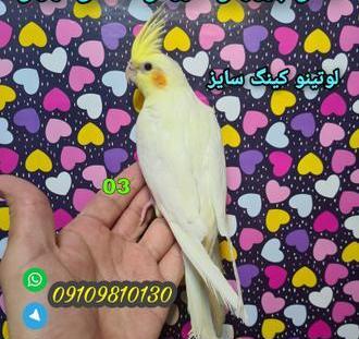 عکس بزرگی عروس هلندی