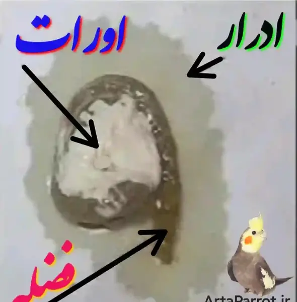 عکس مدفوع عروس هلندی باردار
