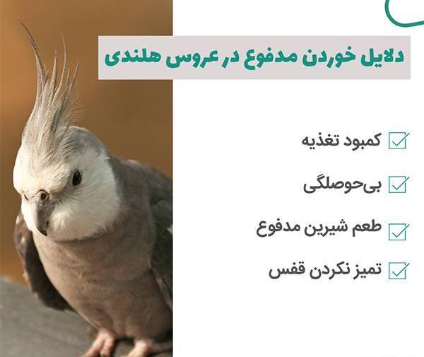 عکس مدفوع عروس هلندی باردار