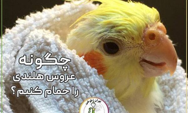 عکس عروس هلندی خیلی بامزه