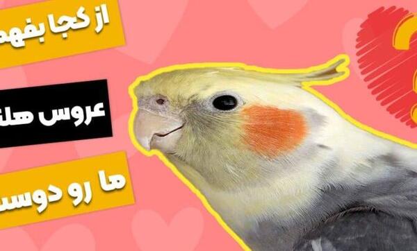 عکس عروس هلندی خیلی بامزه