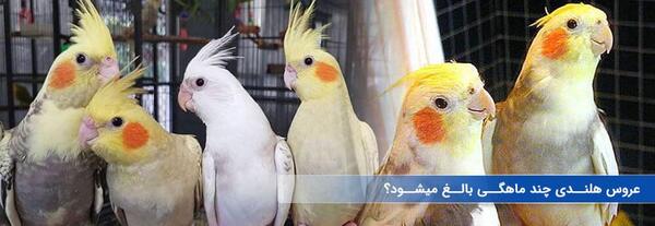 عکس بارداری عروس هلندی