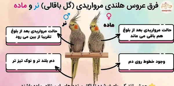 عکس عروس هلندی نر و ماده سینامون