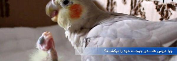 عکس جا آبی عروس هلندی