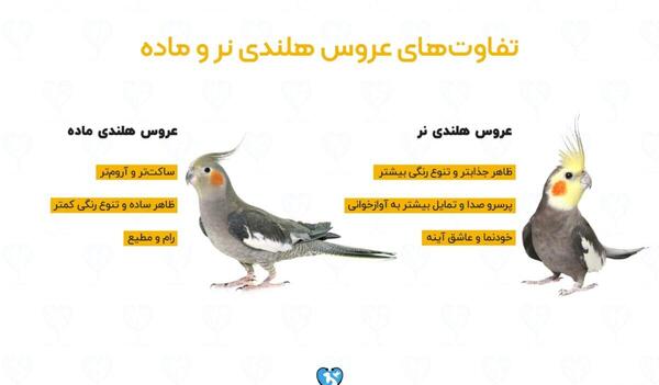 عکس عروس هلندی ابلق نر