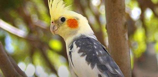 عکس عروس هلندی ابلق نر