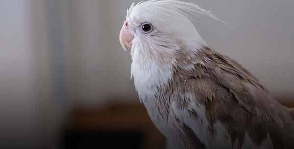 عکس عروس هلندی نژاد آهویی