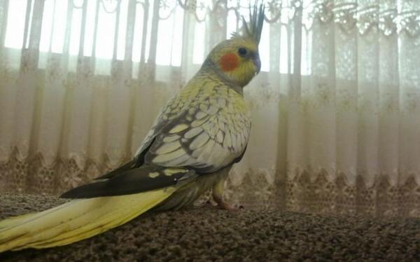 عکس عروس هلندی ایزابلا ماده