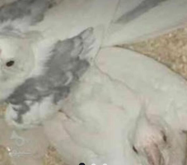 عکس جوجه عروس هلندی ایزابلا