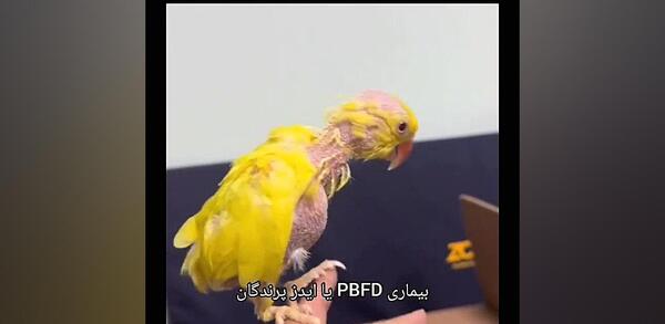 عکس پر عروس هلندی ایدزی