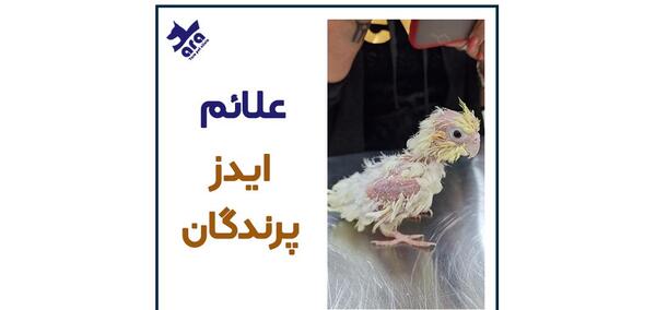 عکس پر عروس هلندی ایدزی