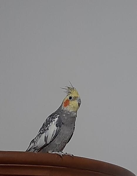 عکس عروس هلندی نر و ماده طوسی