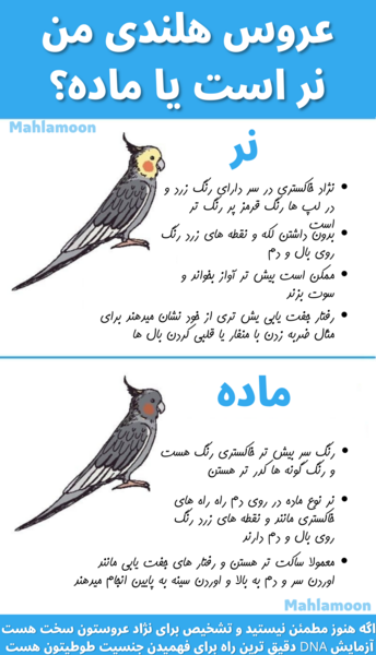 عکس های عروس هلندی نر و ماده