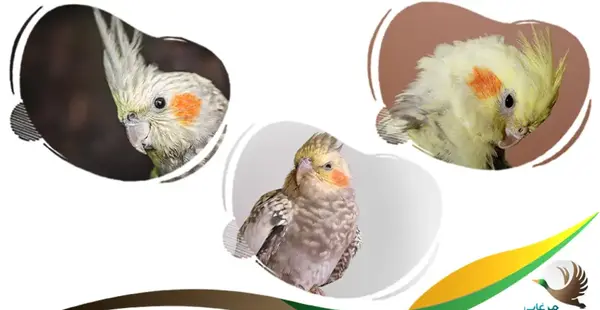 عکس های عروس هلندی نر و ماده