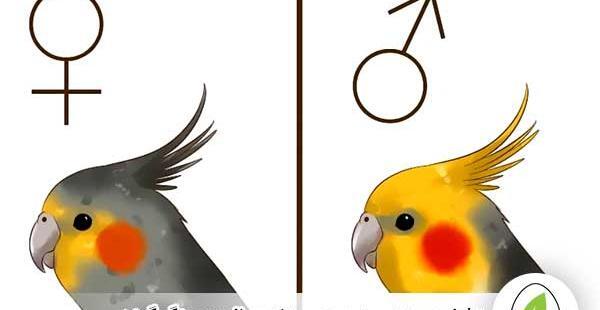 عکس عروس هلندی های نر و ماده
