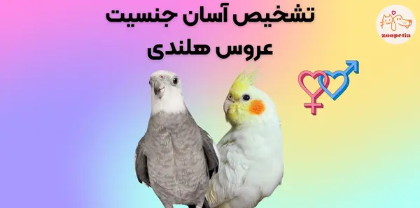 عکس عروس هلندی های نر و ماده