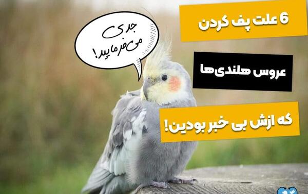 عکس عروس هلندی های مرده
