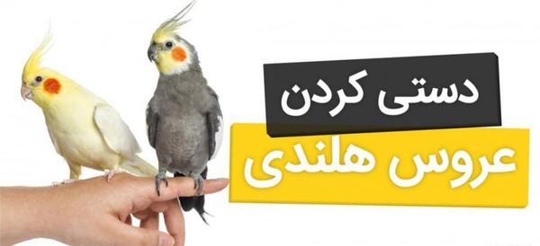 عکس عروس هلندی های مرده