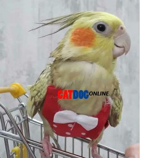 عکس پرنده های عروس هلندی