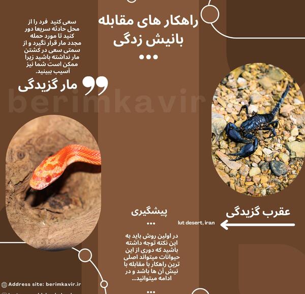عکس عقرب در کویر